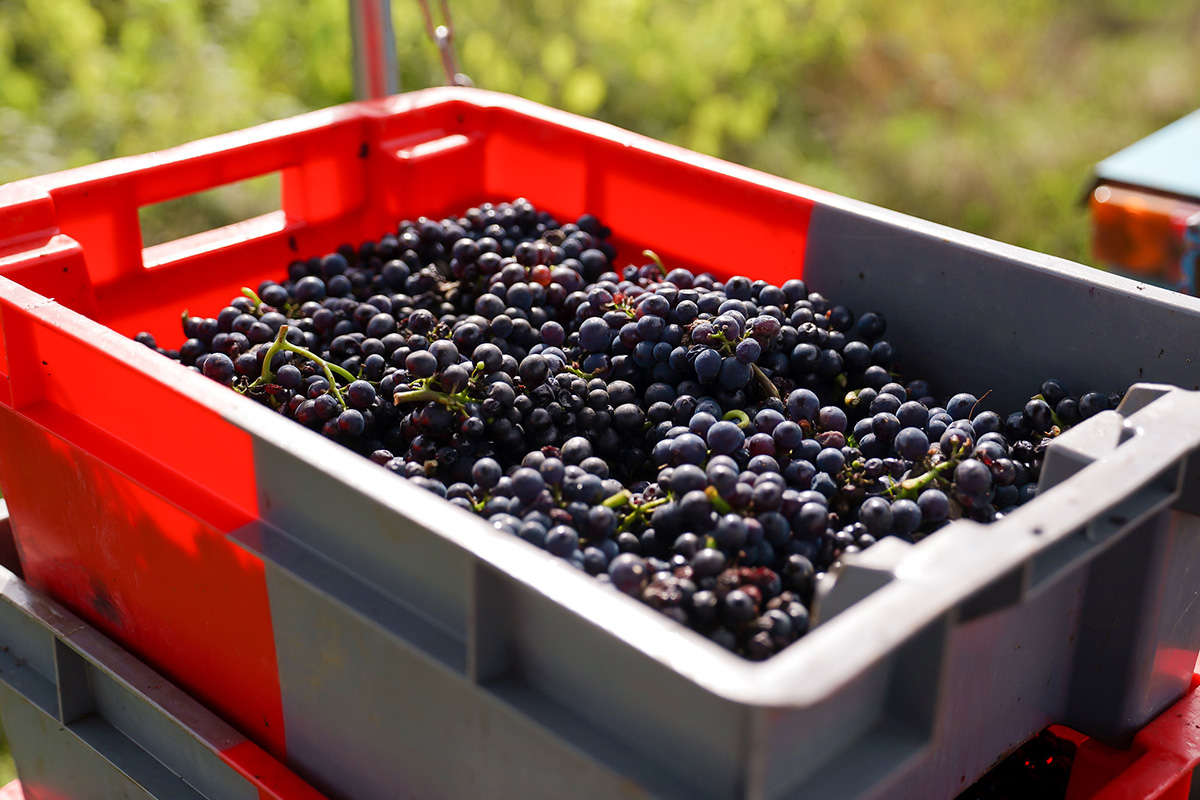 Grapes being harvested in Burgundy