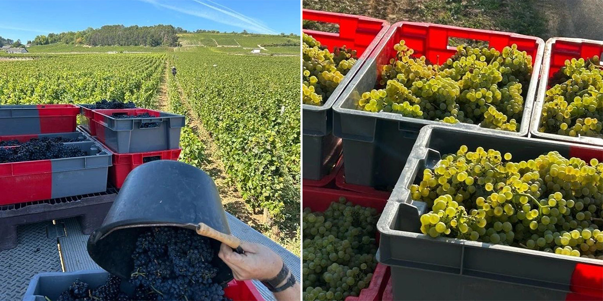 Red and green grapes harvested